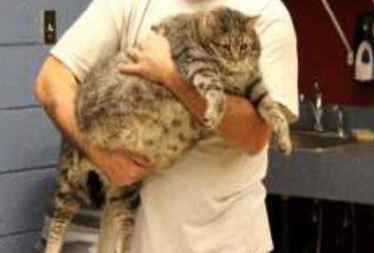 Γνωρίστε την γάτα με το όνομα «κεφτές» που ζυγίζει 17 κιλά